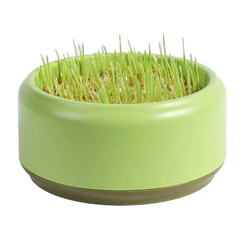 Blue hydroponic cat grass growing kit with seeds for indoor feline enrichment