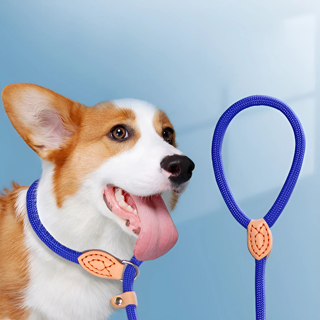 Blast race level training dog leash with black auto-tightening rope collar for secure control
