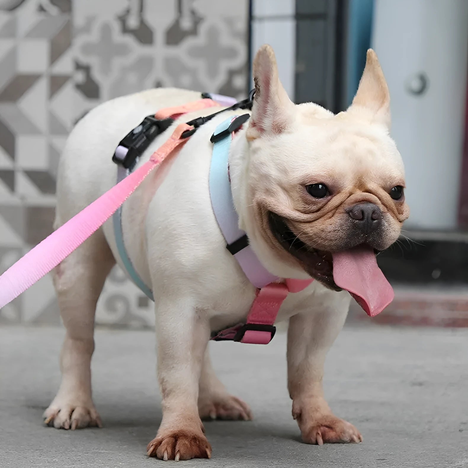 Gradient colour pet chest harness in purple, blue, neon, or green designs with adjustable sizing.
