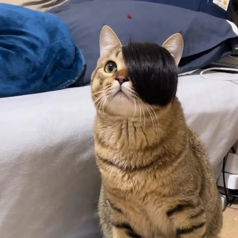 Black polyester cat wig with imitation braid design for fox costume dressing