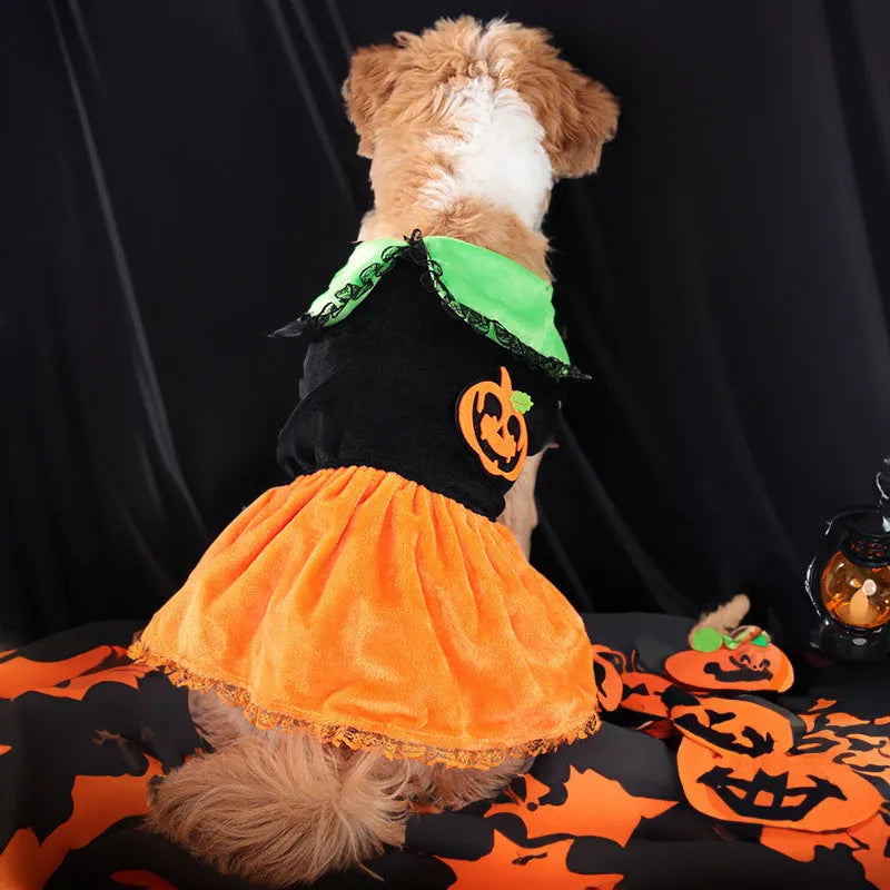 Halloween pet costume for small dog, shown as a crystal velvet pumpkin skirt and festive sweater.