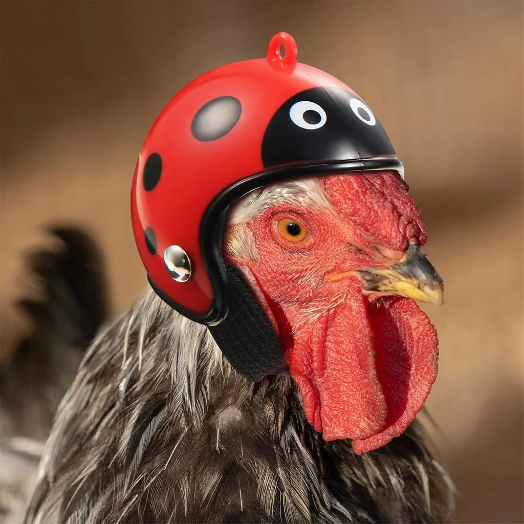 Adjustable hard plastic chicken helmet with sponge lining, elastic bands, and colourful options for small birds and poultry.
