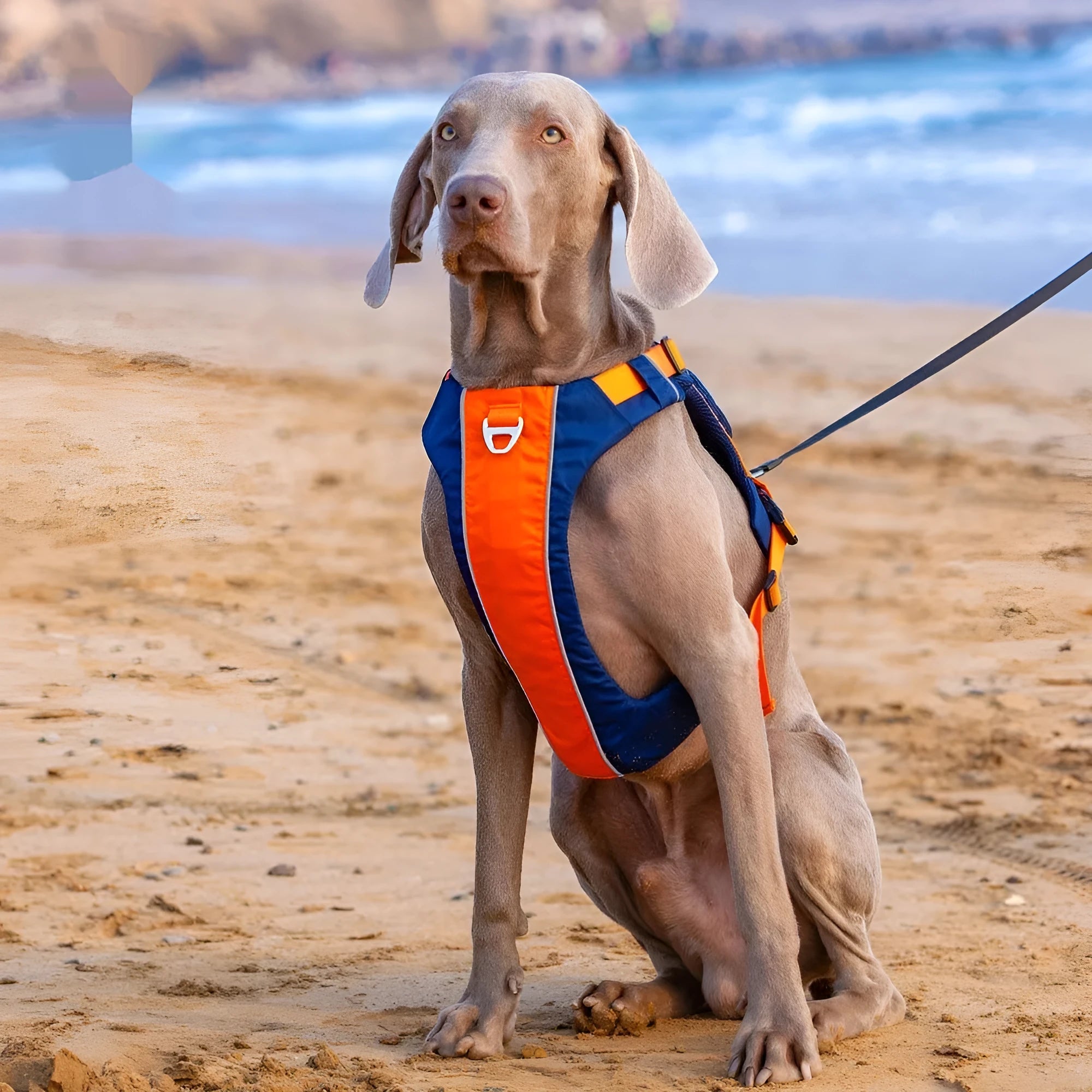 Orange blue nylon dog chest strap vest style with chain ring on neutral background