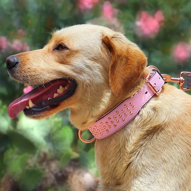 Brown leather dog collar with metal rivets and a silver buckle, shown on a black background.