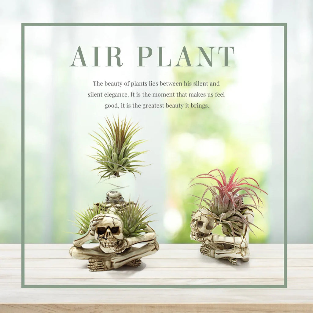 Gothic style resin air plant bracket with skull design for soilless tillandsia display