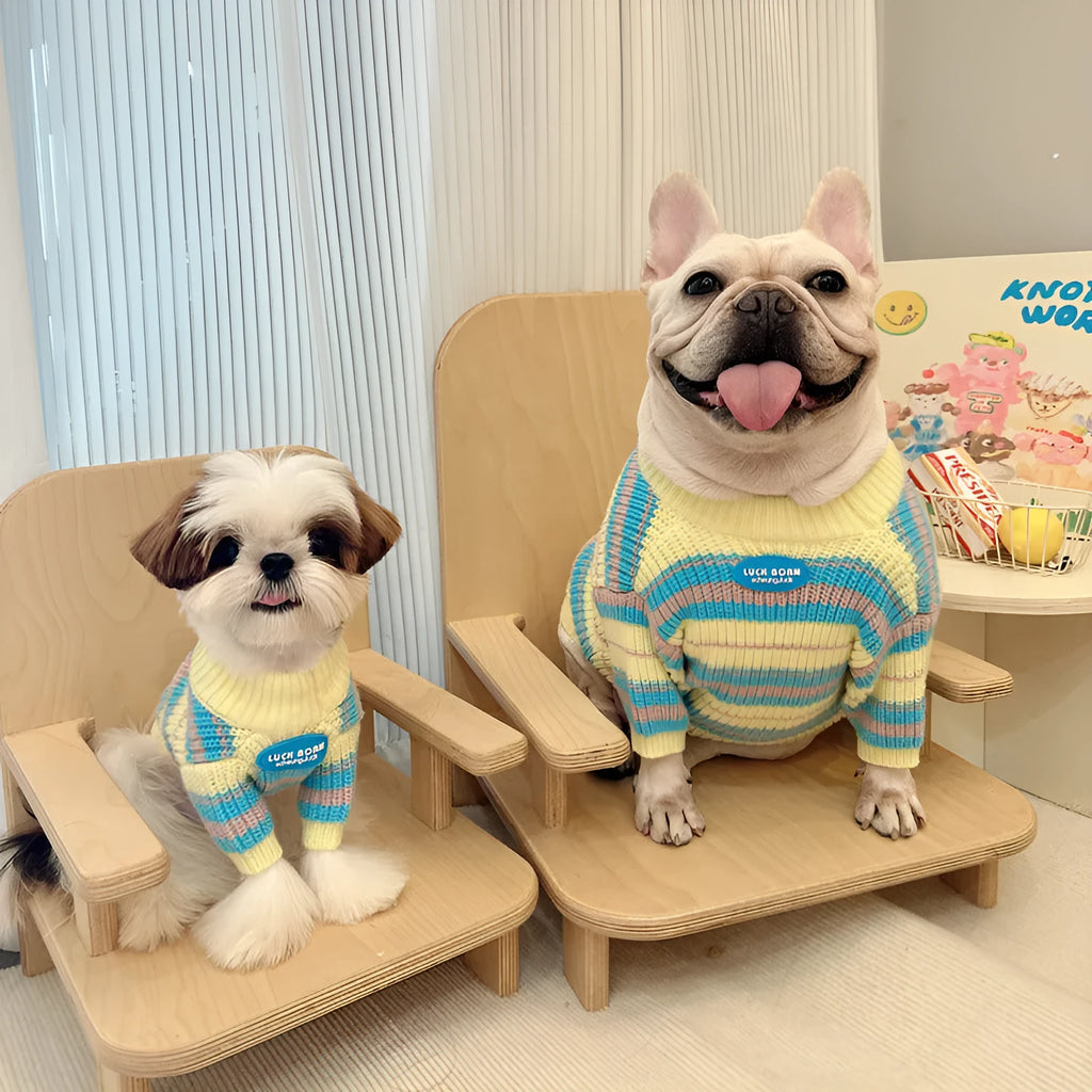 Blue and yellow striped wool dog sweater for small breeds in six sizes