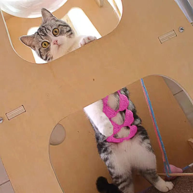 Cat wearing bikini costume in pink colour for festival party