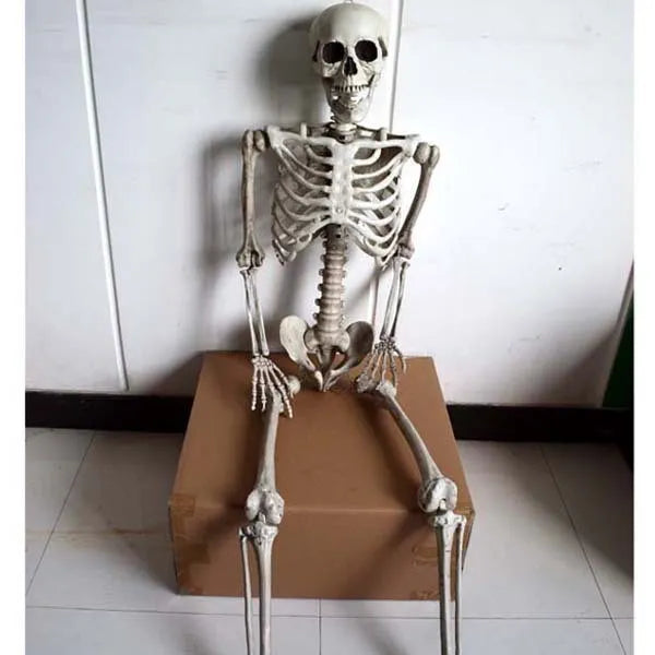 Full-size plastic skeleton prop standing 170cm tall with realistic bone structure