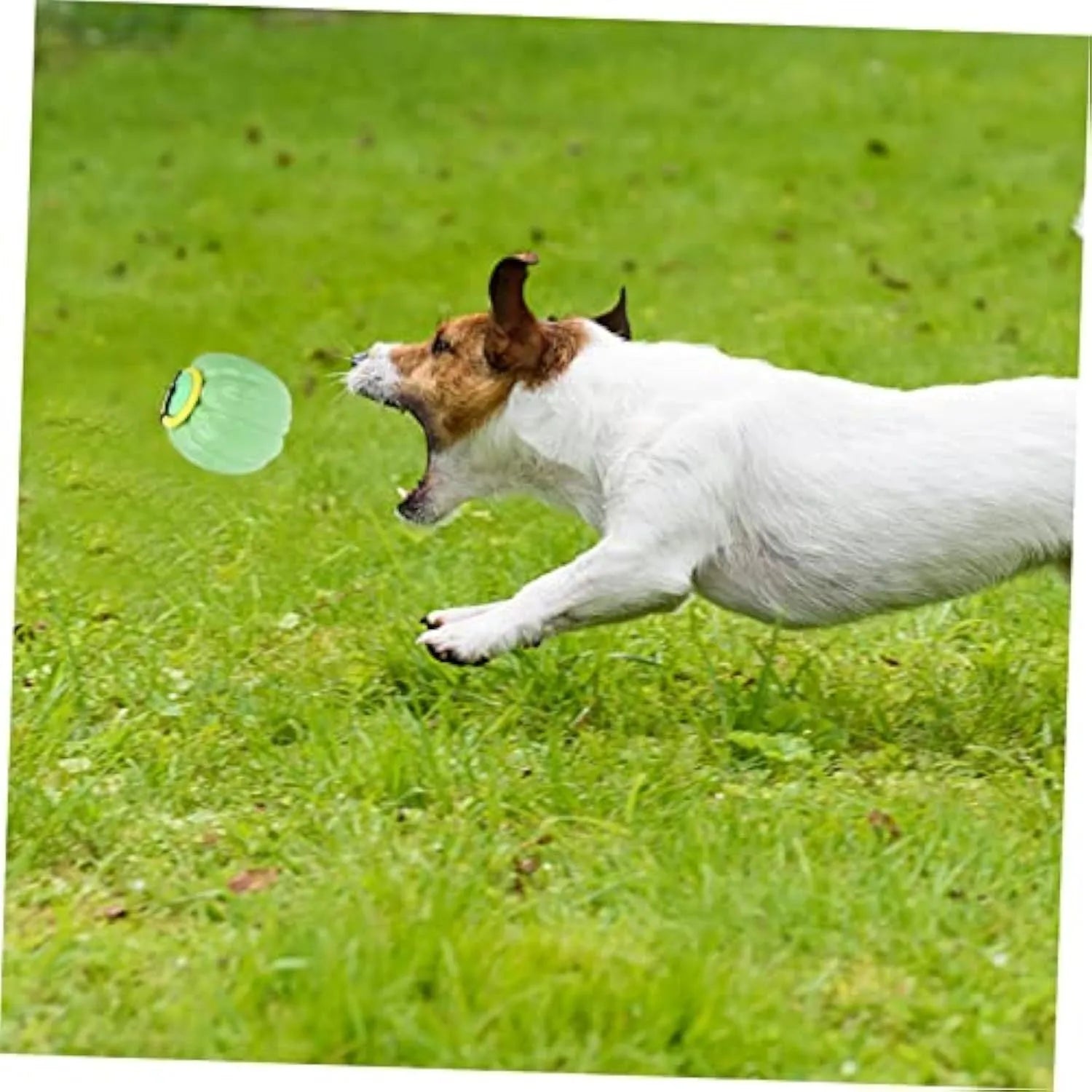 Green plastic squeaky pumpkin dog chew ball toy for small dogs measuring 68mm