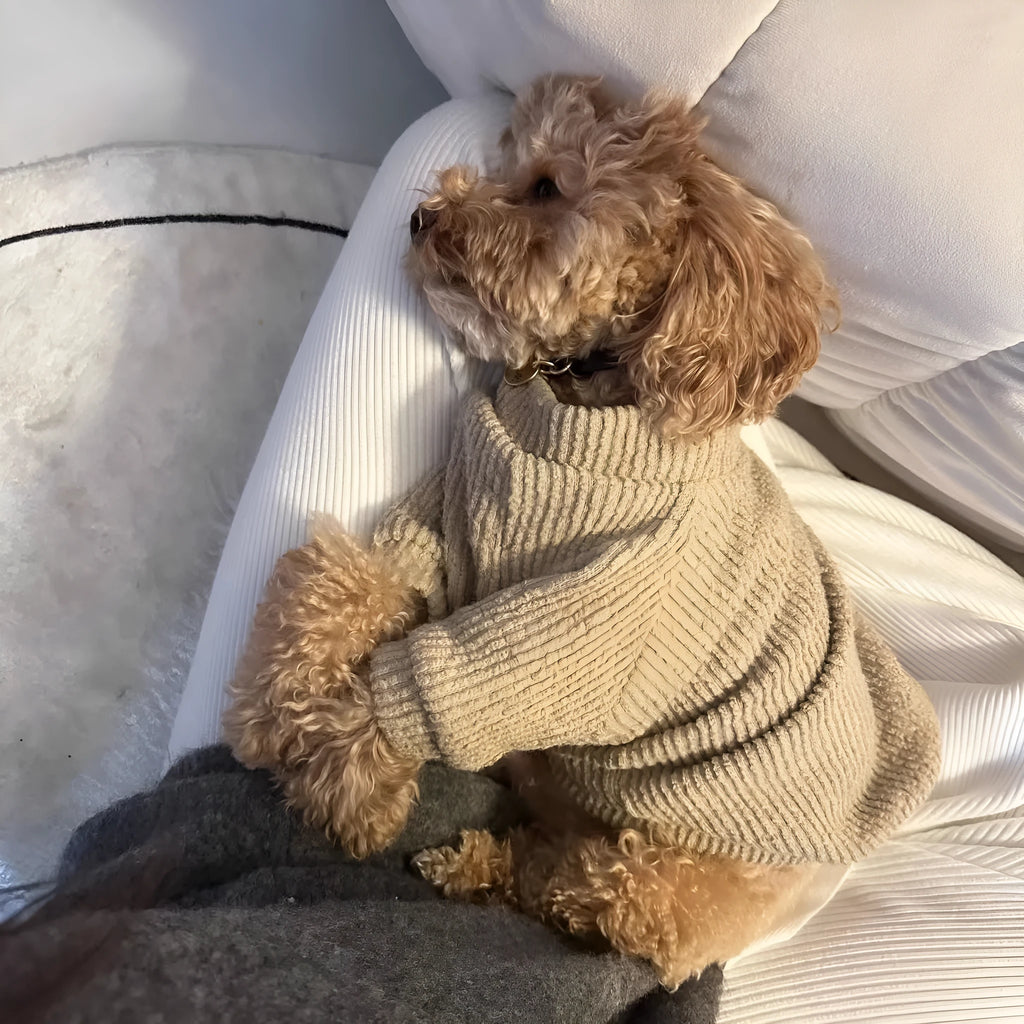 Brown cloth pullover sweater on small dog for Bichon Pomeranian breeds