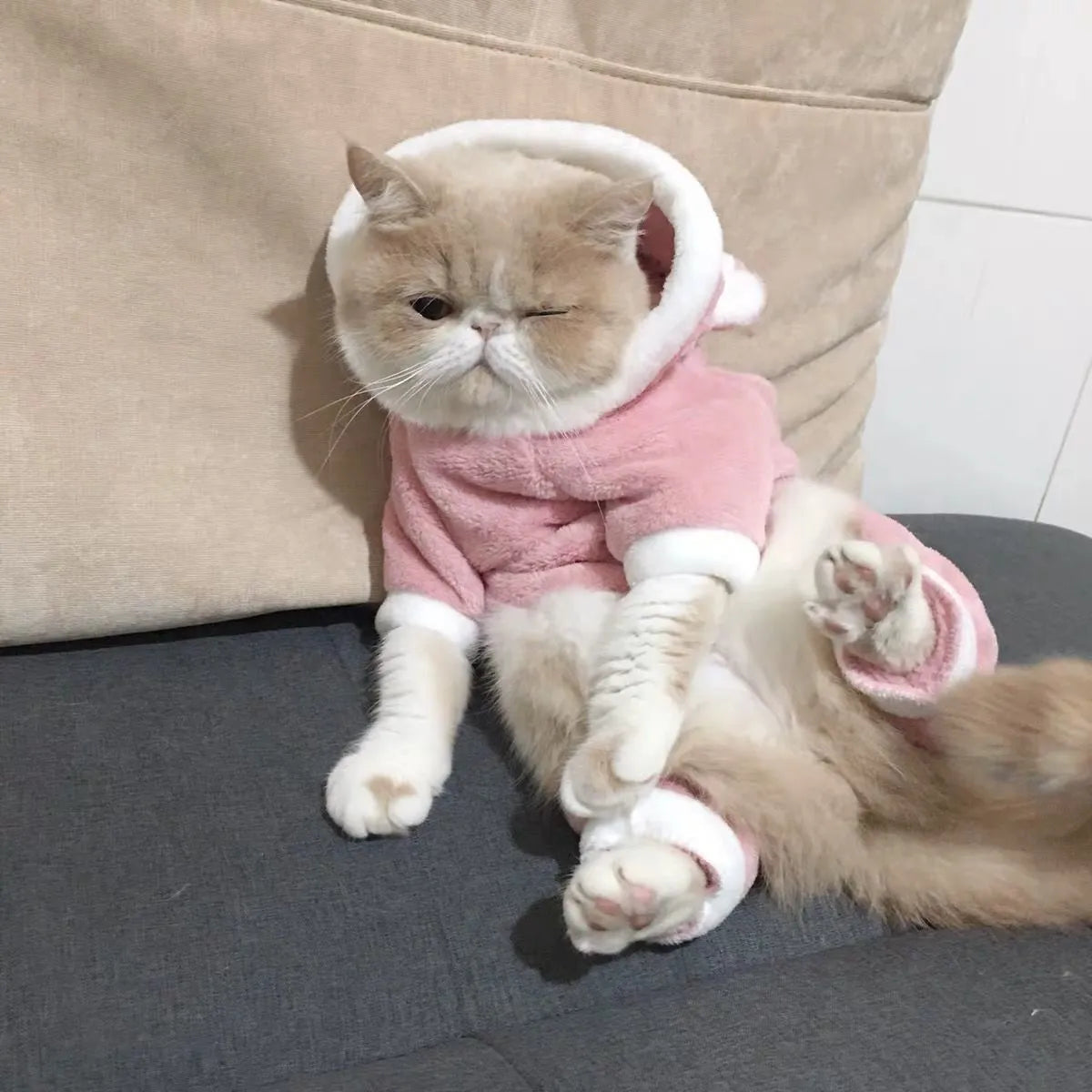 Blue cat British Shorthair wearing four-legged coral fleece pet clothing in cartoon style