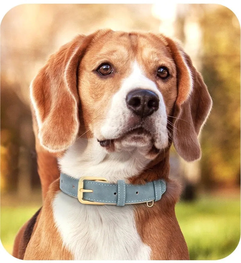 A brown double-layer leather dog collar and matching leash for medium-sized dogs.