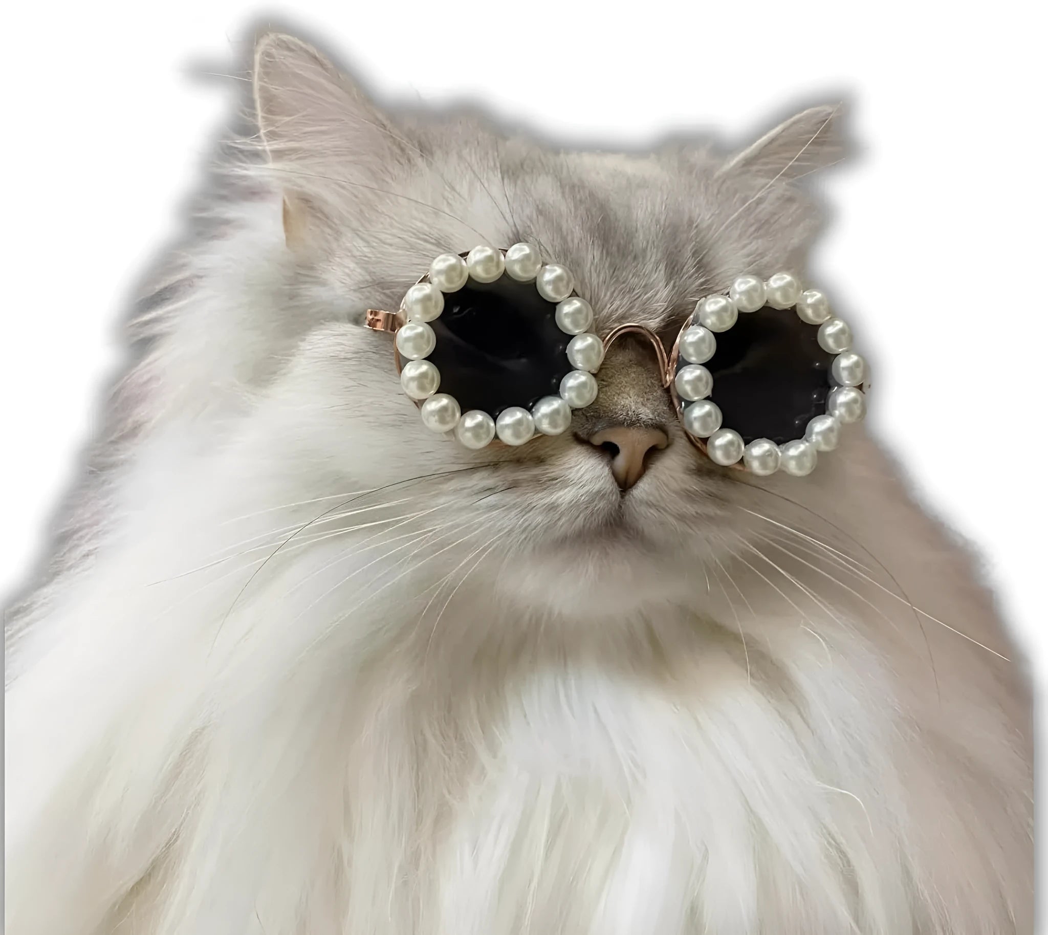 Cat and dog pearl rimmed round sunglasses in five colours black blue coffee orange purple with two sizes 8cm and 11cm