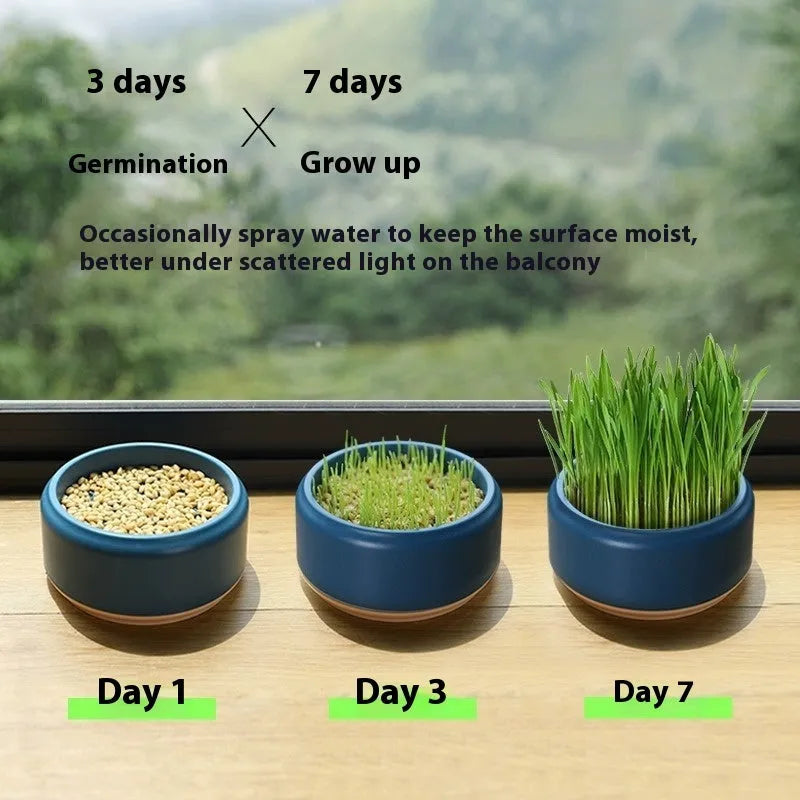Blue hydroponic cat grass growing kit with seeds for indoor feline enrichment