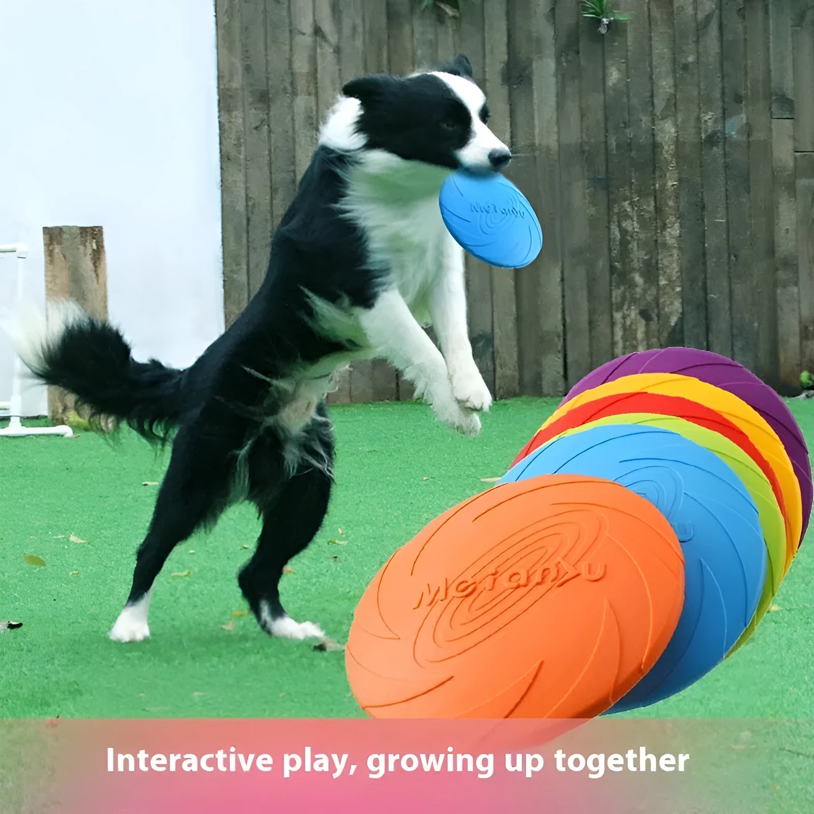 Soft rubber dog frisbee for outdoor fetch available in small, medium, large sizes and blue, green, red colours.